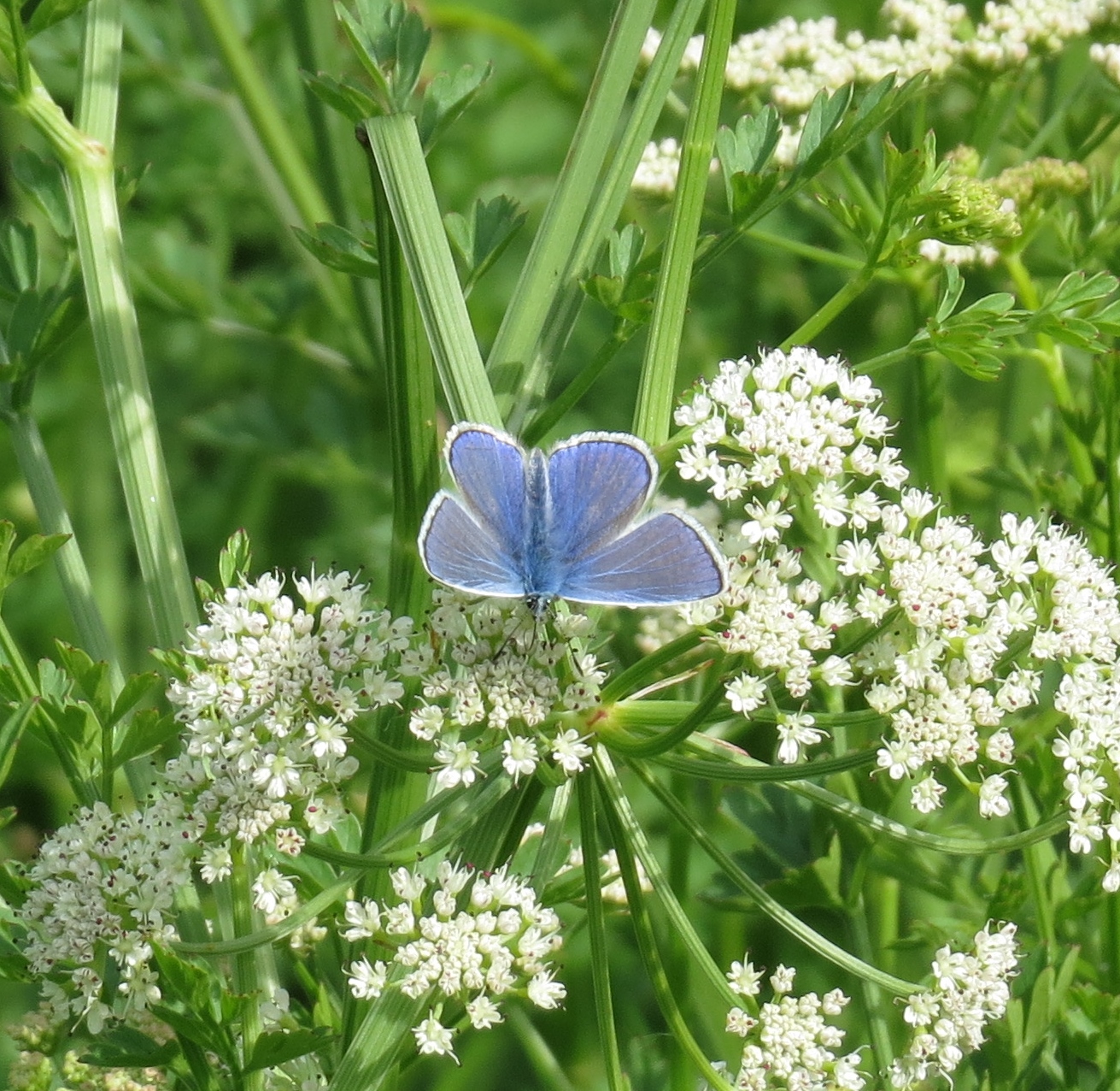 Blue Butterfly