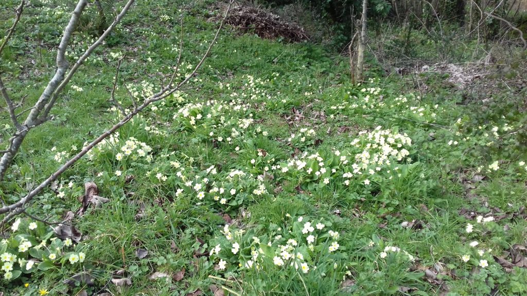 Primroses