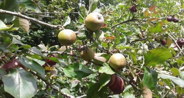 Community orchard