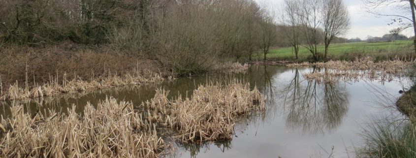 Birchmore Pond