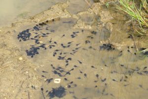 Tadpoles