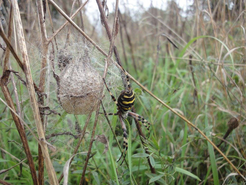 Argiope bruennichi, the wasp spider