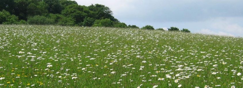 Sibden Hill