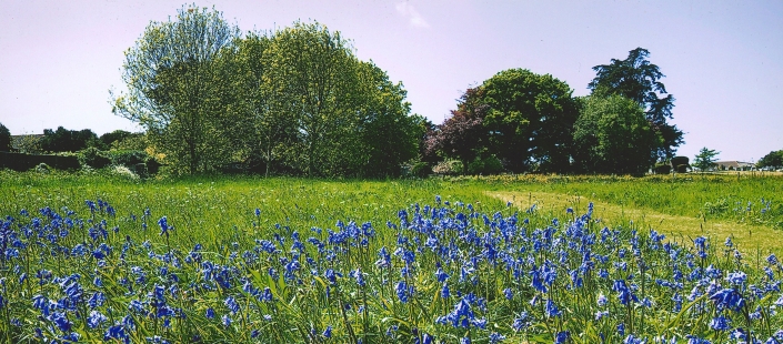 Copse Mead