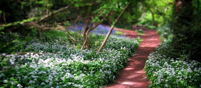 Batts Copse