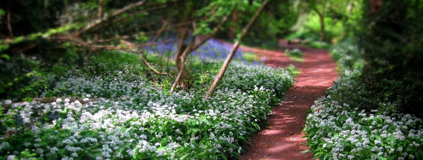 Batts Copse