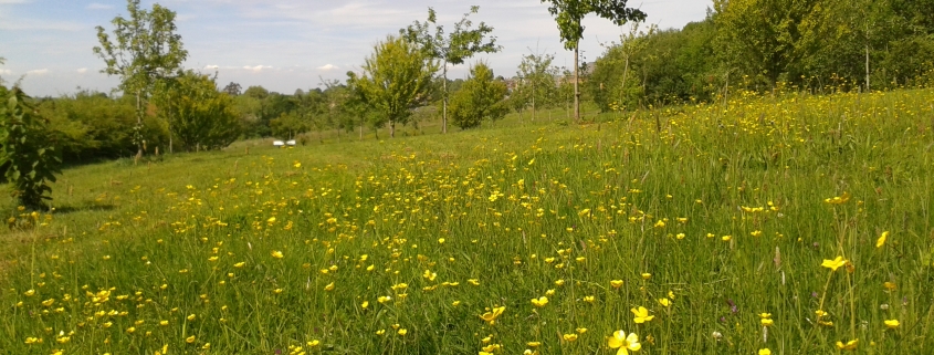 Golden Hill County Park