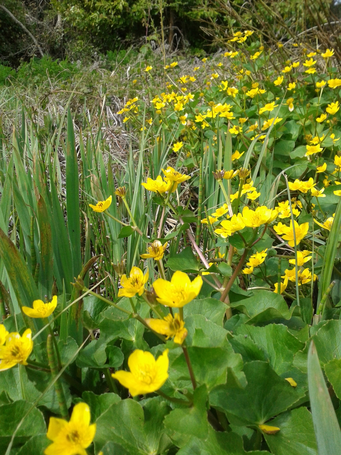 Afton Marsh Local Nature Reserve March 2019