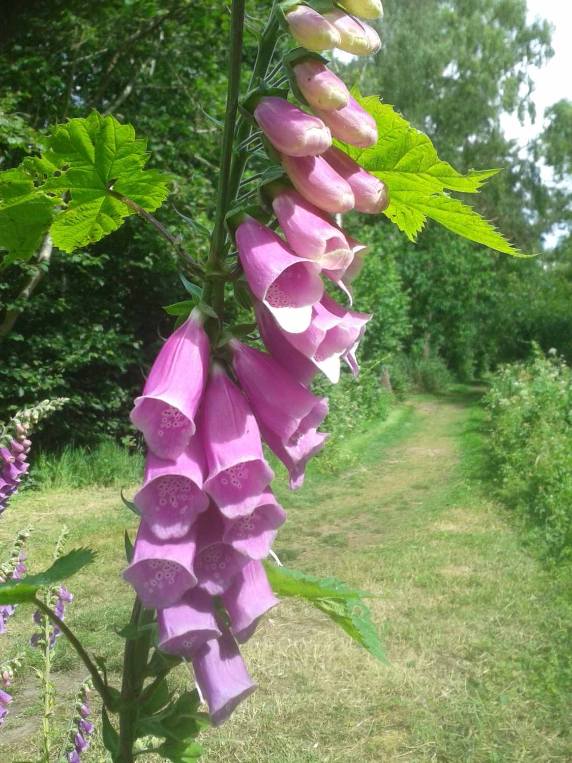 Afton Marsh Local Nature Reserve June 2020