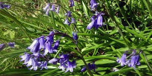 Afton Marsh Local Nature Reserve. April 2022