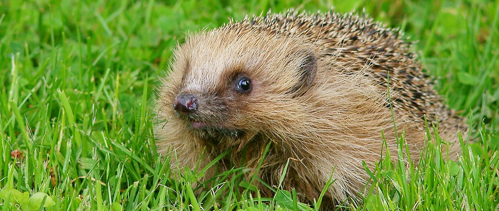 Hedgehog