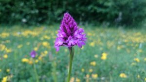 Pyramidal orchid