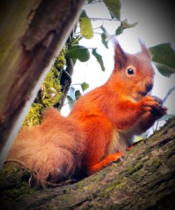 Squirrel at Golden Hill Country Park