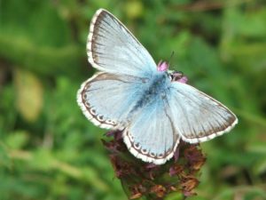 Chalkhill Blue