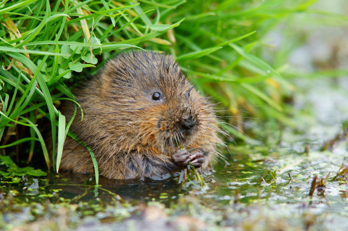 Watervole